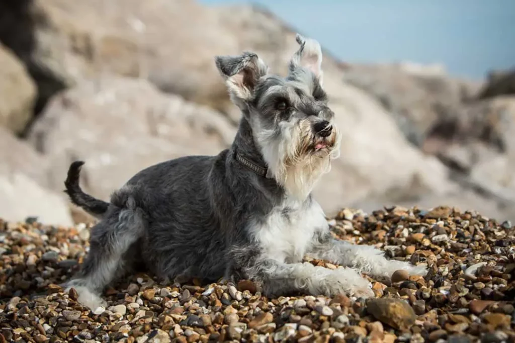 photo of a dog sitting on a stoney beach